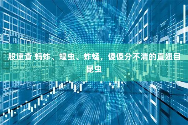 股速查 蚂蚱、蝗虫、蚱蜢，傻傻分不清的直翅目昆虫